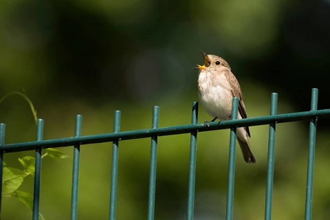 A spotted flycatcher (Muscicapa striata) sitting on a green wire fence, regurgitating spitballs,