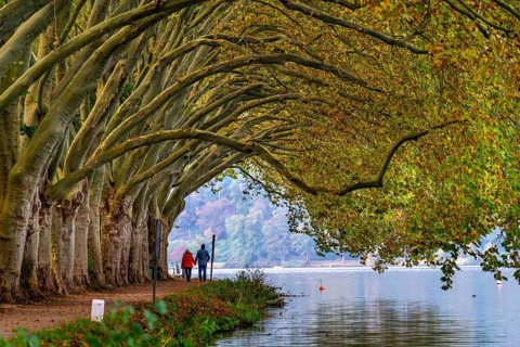 Platanen Allee, Weg am Lake Baldeney, near Haus Scheppen, in Essen, autumn, North Rhine-Westphalia,