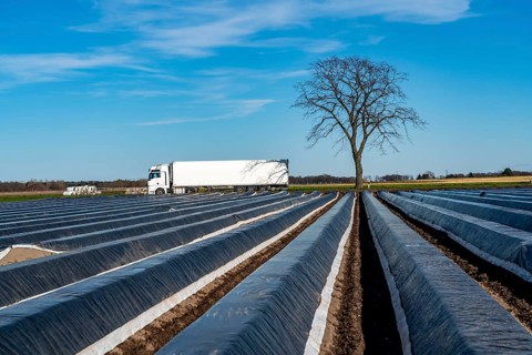 Agriculture on the Lower Rhine, early season, asparagus cultivation in spring, under plastic
