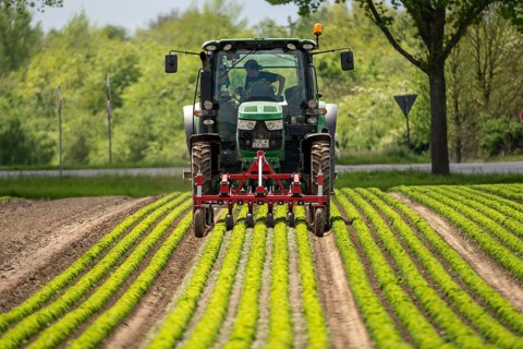 Agriculture, lettuce growing in a field, Lollo Bionda and Lollo Rossa, in long rows of plants,
