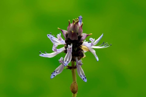 Piss-off plant (Plectranthus ornatus), cat repellent, flowering, Elllerstadt, Germany, Europe