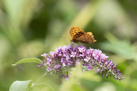 Silver-washed fritillary butterfly (Argynnis paphia) adult insect feeding on a purple garden