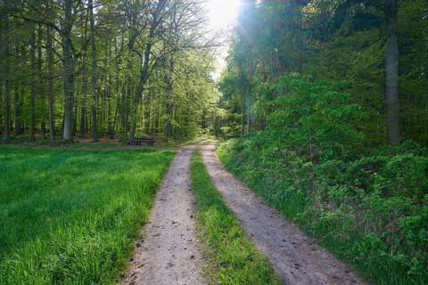 A sunlit forest path leading through a green clearing in a dense forest, Obernburg, Spessart,