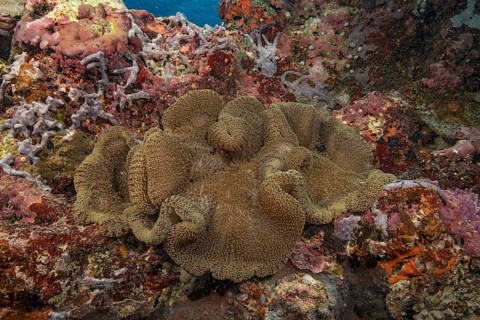 Carpet anemone (Stichodactyla haddoni) Sea anemone lies in colourful coral reef on stony corals
