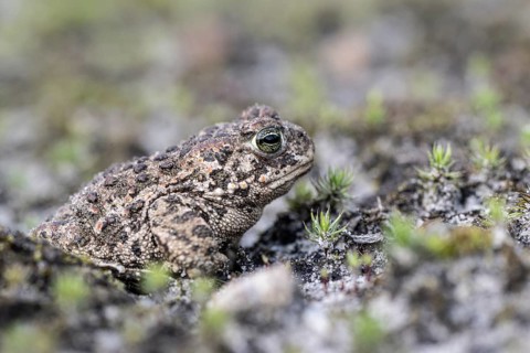 Natterjack toad (Epidalea calamita), Emsland, Lower Saxony, Germany, Europe