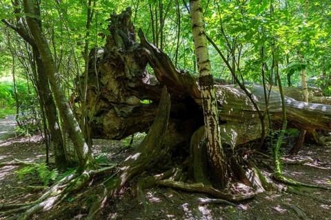 The Sababurg primeval forest, also known as the Reinhardswald primeval forest, is a nature and