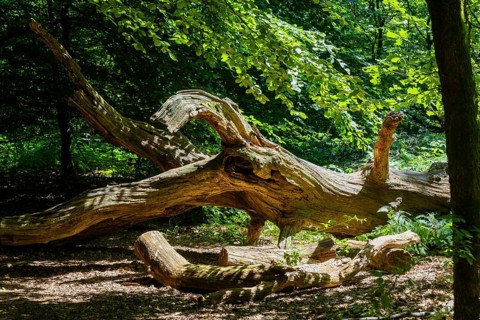 The Sababurg primeval forest, also known as the Reinhardswald primeval forest, is a nature and