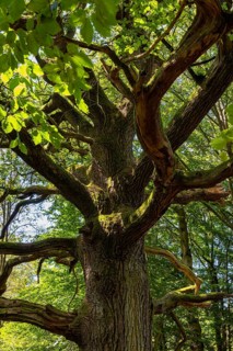 The Sababurg primeval forest, also known as the Reinhardswald primeval forest, is a nature and
