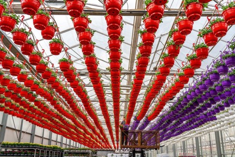 Horticultural business, flower pots, so-called petunia ampel, grow in a greenhouse, under the glass