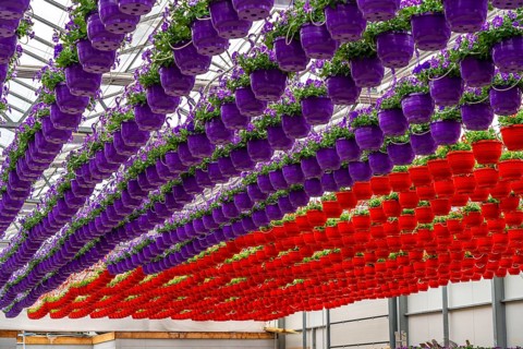 Horticultural business, flower pots, so-called petunia ampel, grow in a greenhouse, under the glass