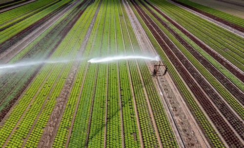 A field is artificially irrigated, water is sprayed onto the field via an irrigation system, field