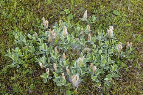 Woolly willow (Salix lanata), subarctic species of willow, deciduous shrub native to Iceland,