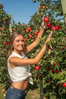 Young attractive blonde smiling woman picking apple in Scania fruit district, Kivik, Österlen,