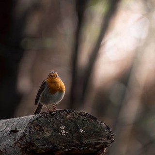 European robin (Erithacus rubecula) sitting on a sawn-off tree trunk, nature photography, animal,