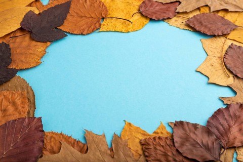 Composition with yellow and brown autumn leaves on blue pastel background. side view, still life,