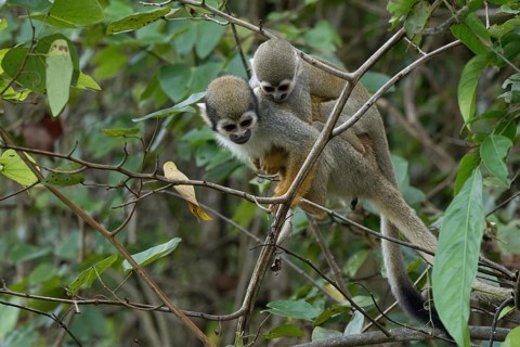 Golden-backed squirrel monkey, Saimiri ustus, carrying a juvenile on the back, Amazon basin,