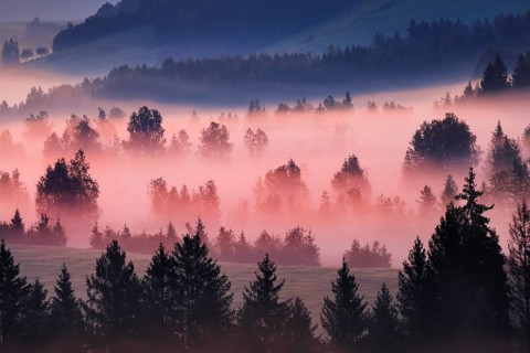 Fog and trees at the Rothenthurm high moor, Canton Schwyz, Switzerland, Europe
