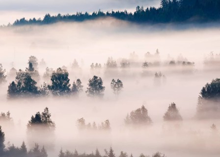 Fog and forest at the Rothenthurm high moor, Canton Schwyz, Switzerland, Europe