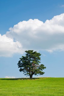 Old pine tree in Oberägeri, Canton Zug, Switzerland, Europe