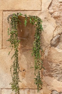 Senecio rowleyanus, also known as pea plant as wall decoration, Majorca, Balearic Islands, Spain,