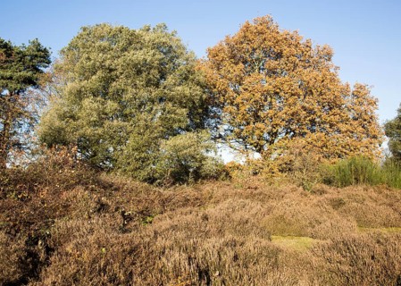 Quercus ilex evergreen oak and Quercus Robur English oak, heathland autumn, Shottisham, Suffolk,