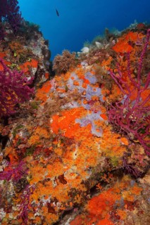Yellow cluster anemone (Parazoanthus axinellae) and orange upholstery sponge (Reniera fulva) in the
