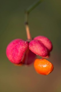 European spindle bush (Euonymus europaeus), seeds on fruit capsule, Emsland, Lower Saxony, Germany,