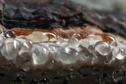Beeswax Bracket (Ganoderma pfeifferi) with guttation drops, Emsland, Lower Saxony, Germany, Europe