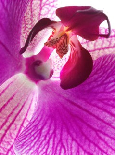 Purple orchid (Phalaenopsis), detail, macro shot
