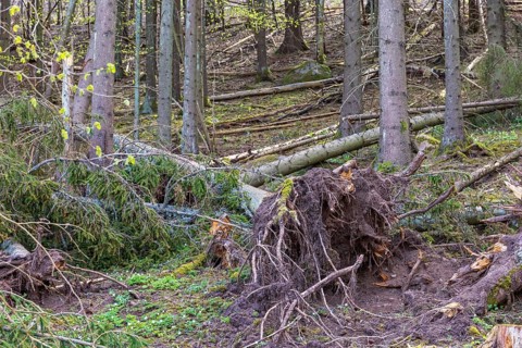 Fallen spruce trees with a windthrow in a forest after a storm