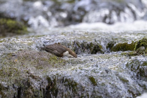 White-throated Dipper (Cinclus cinclus), foraging in a torrent by diving underwater,