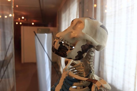 Addis Ababa, in the Ethnological Museum, illustration of Luci, Lucy refers to the partial skeleton