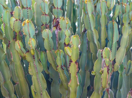 Canary Island spurge or Canary Island spurge (Euphorbia canariensis), dense field of succulents