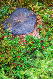 Tree stump on ground with ripe red lingonberry (Vaccinium vitis-idaea) in a forest