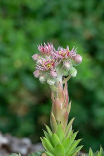 Common houseleek (Sempervivum tectorum), Bavaria, Germany, Europe