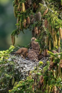 Common kestrel (Falco tinnunculus), female adult bird feeding young birds not yet ready to fly in