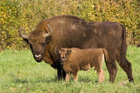 Bison, bison, group, (Bison bosanus), cow with young animal