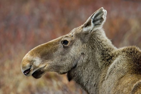 Moose, moose cow, portrait, (Alces alces), cow, Nikkaluokta, Lapland, Sweden, Europe