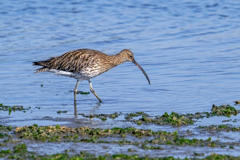 Eurasian curlew, common curlew (Numenius arquata) foraging in shallow water by probing soft mud for