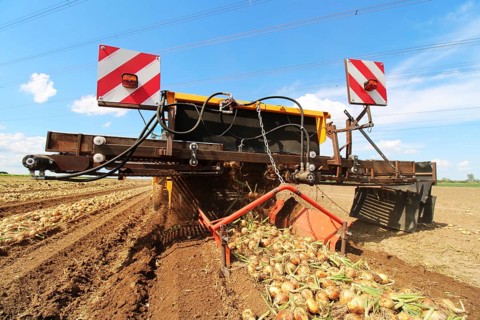 Farmer Markus Frank from Frankenthal during the agricultural onion harvest (onion harvesting)