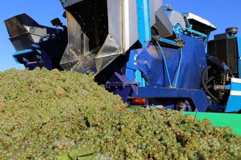Grape grape harvest with full harvester in the district of Bad Dürkheim, Rhineland-Palatinate