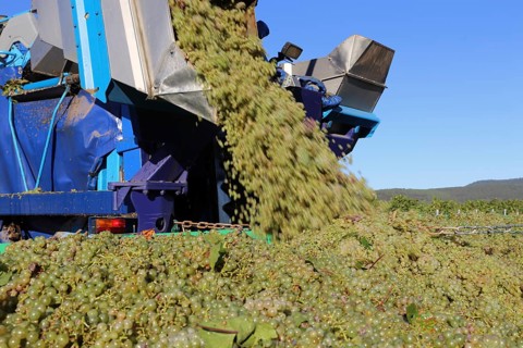 Grape grape harvest with full harvester in the district of Bad Dürkheim, Rhineland-Palatinate