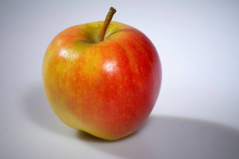 Europe, Germany, Lower Saxony, red apple, cultivation in the Altes Land near Hamburg, Malus,