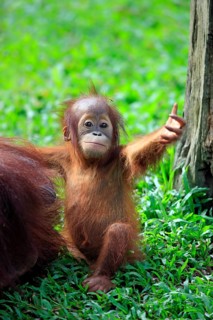 Bornean orangutan (Pongo pygmaeus), young animal, Borneo