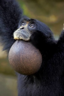 Siamang (Symphalangus syndactylus), adult calling Portrait, Southeast Asia