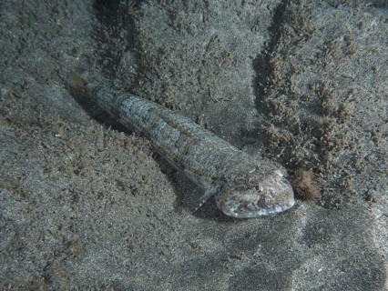 Atlantic lizardfish (Synodus saurus) at night on lava sand under water. Dive site Playa, Los
