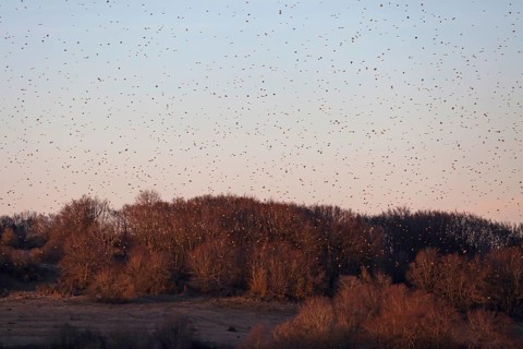 Bramblings fly around in huge flocks. At the former military training area in Münsingen