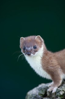 European stoat (Mustela erminea) adult animal portrait, United Kingdom, Europe