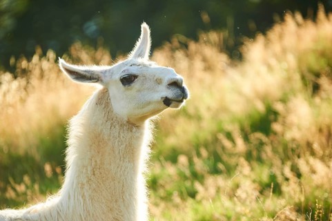 Llama (Lama glama) on a meadow, portrait, Tirol, Kitzbühel, Wildpark Aurach, Austria, Europe