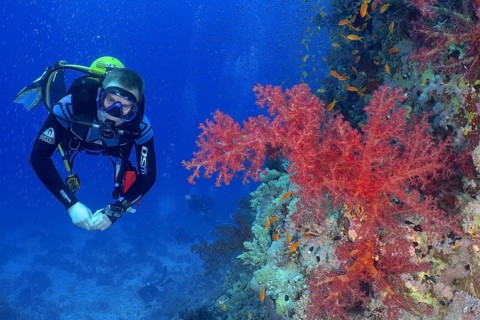 Diver looking at Klunzinger's tree coral (Dendronephthya klunzingeri) and shoal, group of sea
